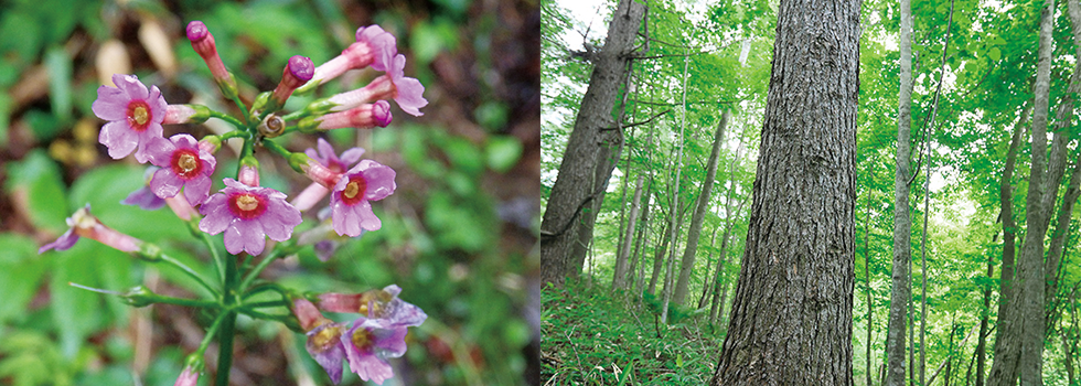 Materials’ Forests